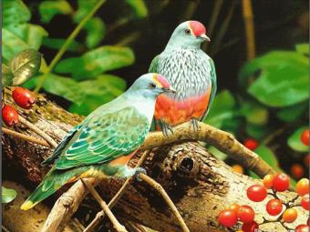 Bài giảng Tự nhiên và xã hội - Nguyễn Thị Ngọc Lan - Chủ đề: Chim