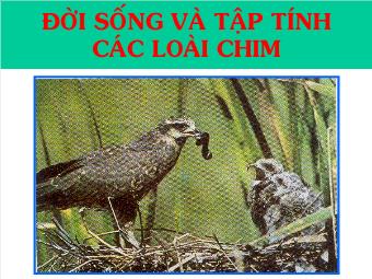 Bài giảng Sinh học 7 - Đời Sống Và Tập Tính Các Loài Chim