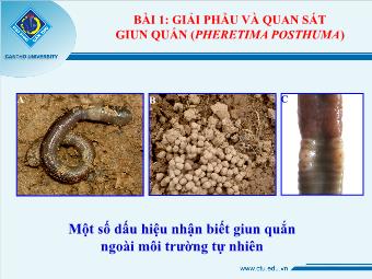 Bài 1: Giải phẫu và quan sát giun quắn (pheretima posthuma)