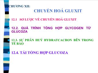 Bài giảng Sinh hóa động - Chương XII: Chuyển hoá gluxit