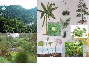 Bài giảng Sinh học 6 Tiết 60 bài 49: Bảo vệ sự đa dạng của thực vật