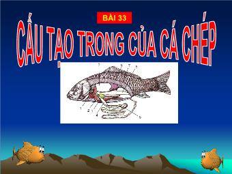 Bài giảng Sinh học 7 bài 33: Cấu tạo trong của cá chép