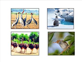Bài giảng Sinh học 7 tiết 45: Đa dạng và đặc điểm chung của lớp chim