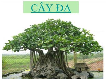Cây đa (Ficus bengalensis)