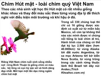 Chim Hút mật - Loài chim quý Việt Nam