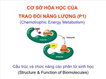 Cơ sở hóa học của trao đổi năng lượng (p1)