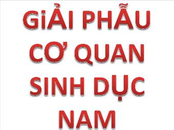 Giải phẫu cơ quan sinh dục nam