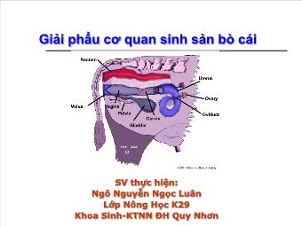 Giải phẩu cơ quan sinh sản bò cái