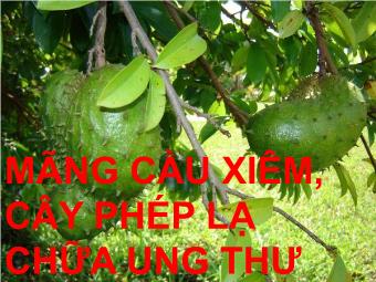 Mãng cầu xiêm, cây phép lạ chữa ung thư