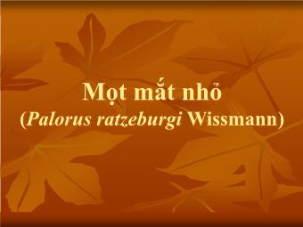 Mọt mắt nhỏ (Palorus ratzeburgi Wissmann)