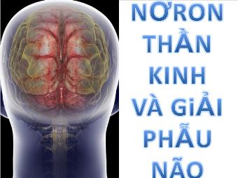 Nơron thần kinh và giải phẫu não