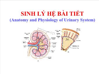 Sinh lý hệ bài tiết