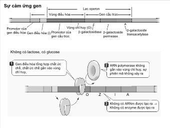 Sự cảm ứng gen