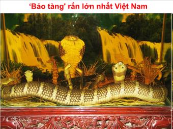 ‘Bảo tàng' rắn lớn nhất Việt Nam